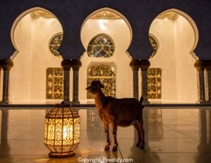 Goats Ready for Eid al-Adha Celebration