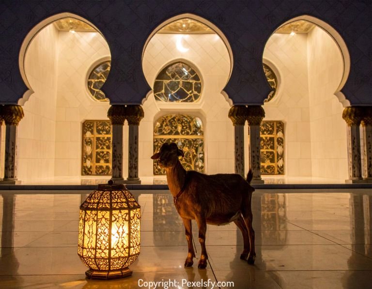 Goats Ready for Eid al-Adha Celebration