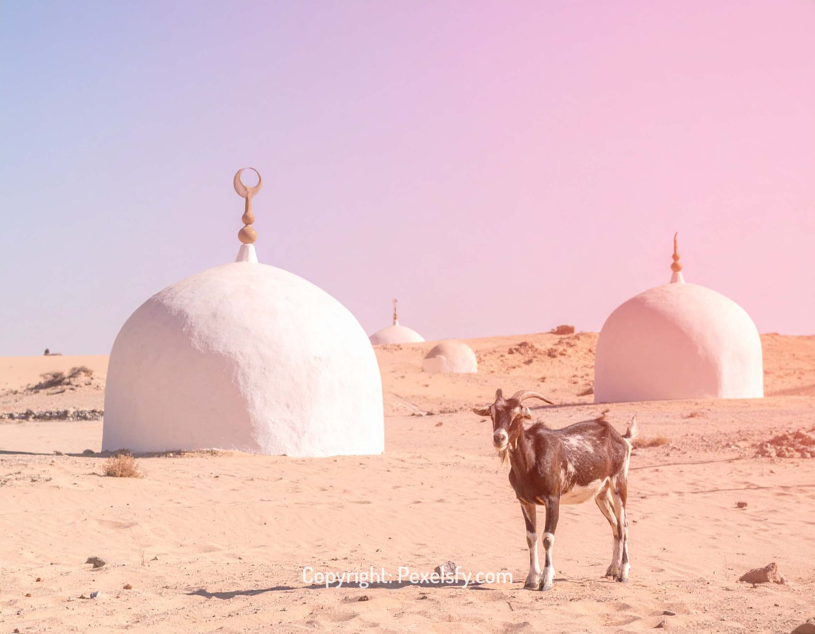 Eid al-Adha Peace Under Morning Sun