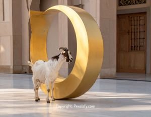 Holy Gathering on Eid al-Adha Day