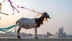 Colorful Shawls Fly During Eid Parade