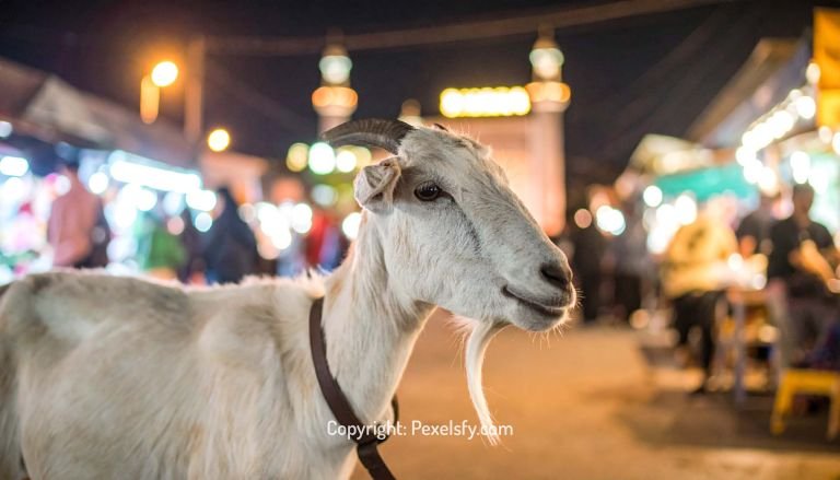 Ceremonial Goat Leads Eid Procession