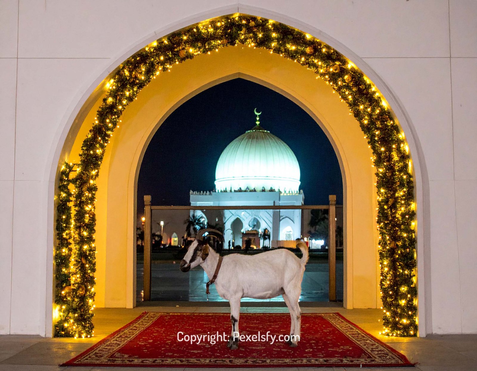 Goats Grazing Before Eid al-Adha