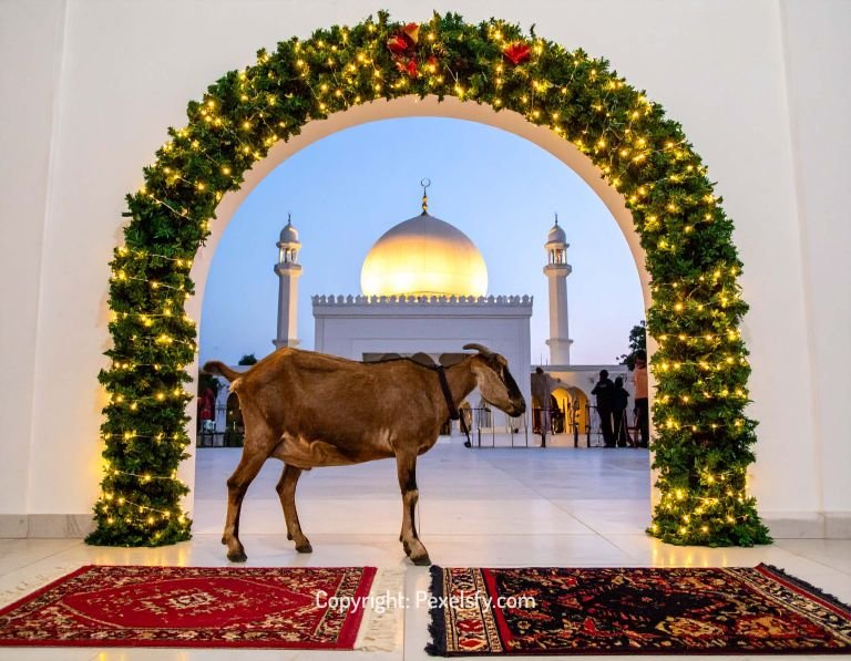 Crowd Gathers for Eid al-Adha Prayer