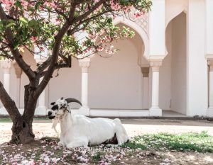 Traditional Eid al-Adha Decor and Vibes