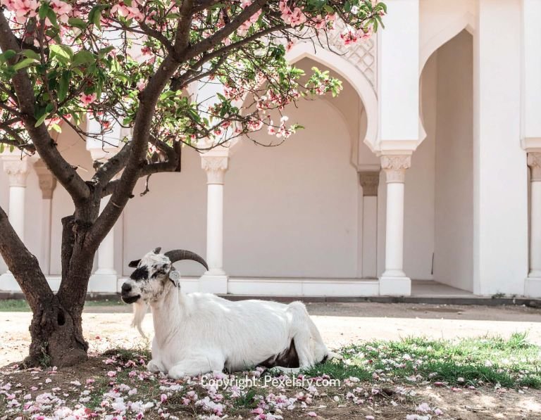 Traditional Eid al-Adha Decor and Vibes
