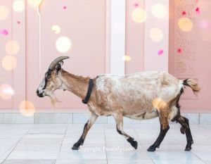 Sacrificial Goat in Eid Morning Field