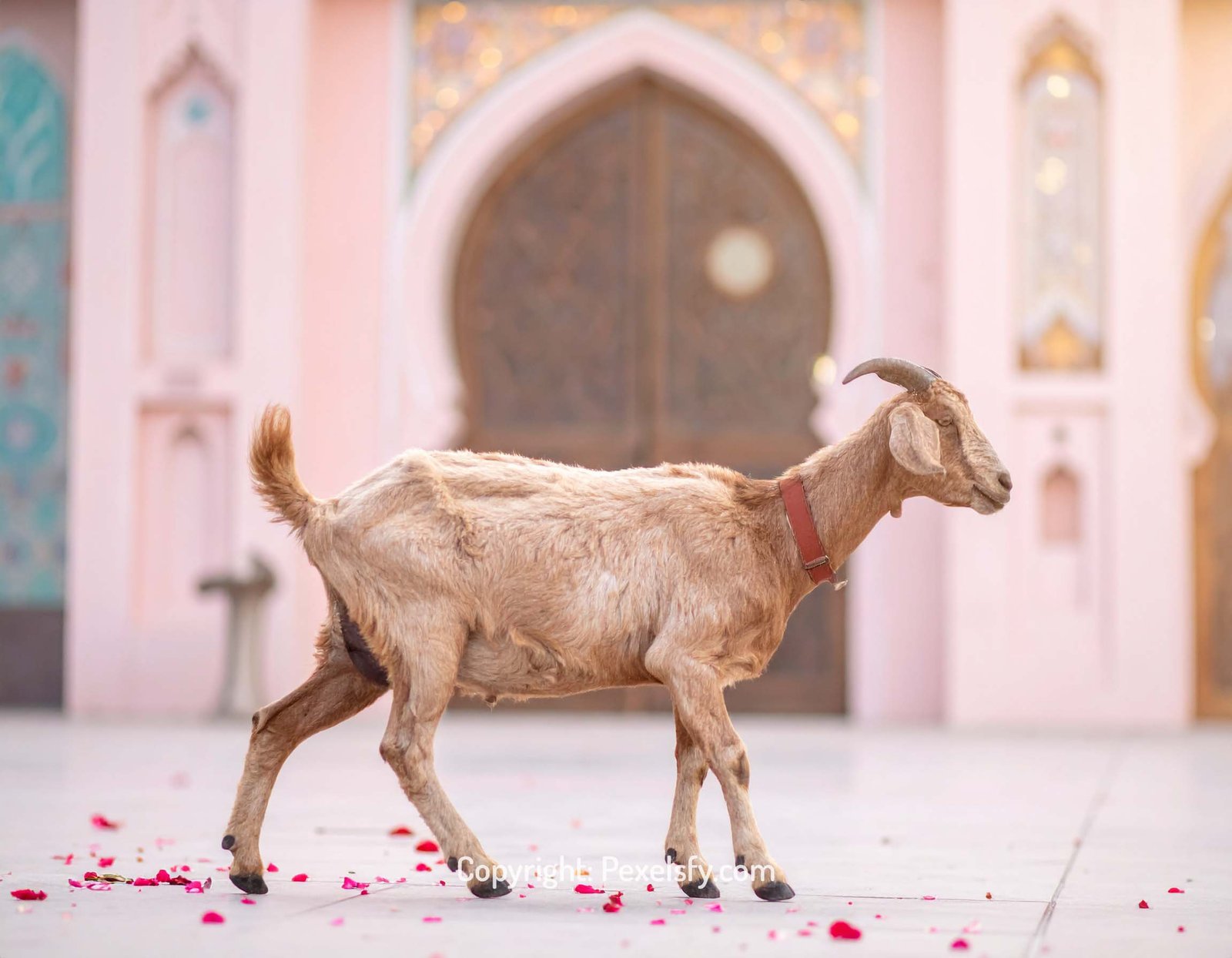 Open Plains and Mosque for Eid
