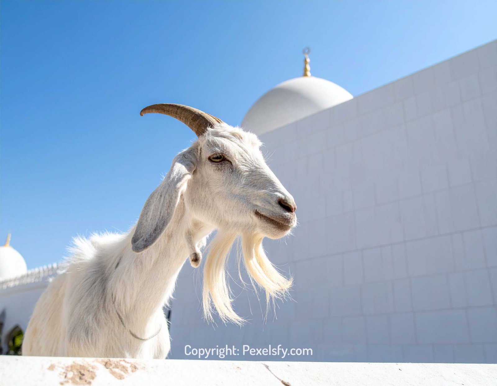 Sacrifice Ritual Site Prepared for Eid