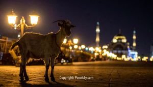 Warm Lamps Glow on Eid Evening
