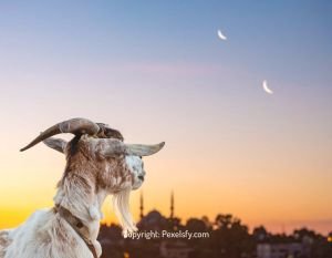 Goat Grazing in Eid Festival Setting