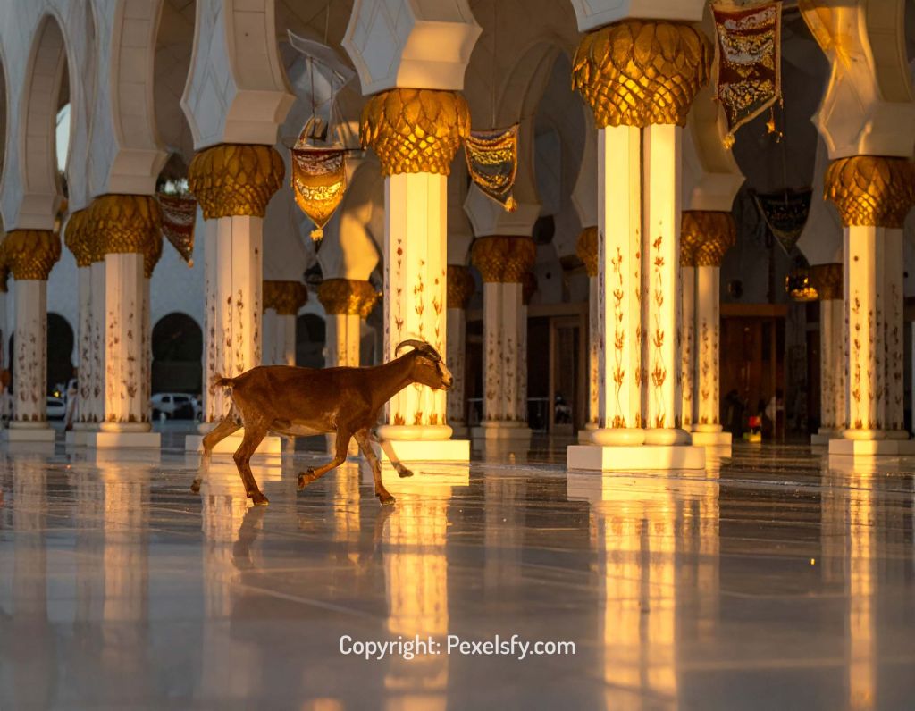 Golden Light Over Eid al-Adha Scene