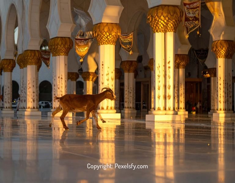 Golden Light Over Eid al-Adha Scene