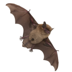 Bat Png Image 1