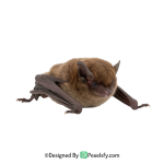 Bat Png Image 2