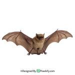 Bat Png Image 3