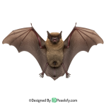 Bat Png Image 4