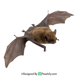 Bat Png Image 5