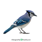 Bluey PNG