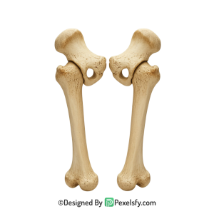 Bone Png Image 10