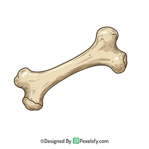 Bone Png Image 103