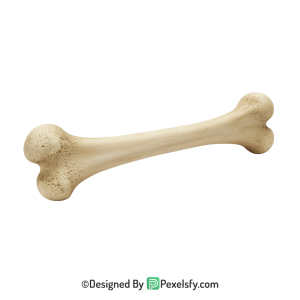 Bone Png Image 109