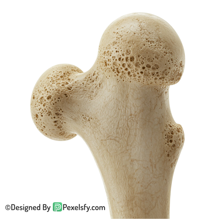 Bone Png Image 117