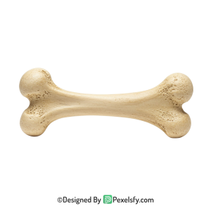 Bone Png Image 3