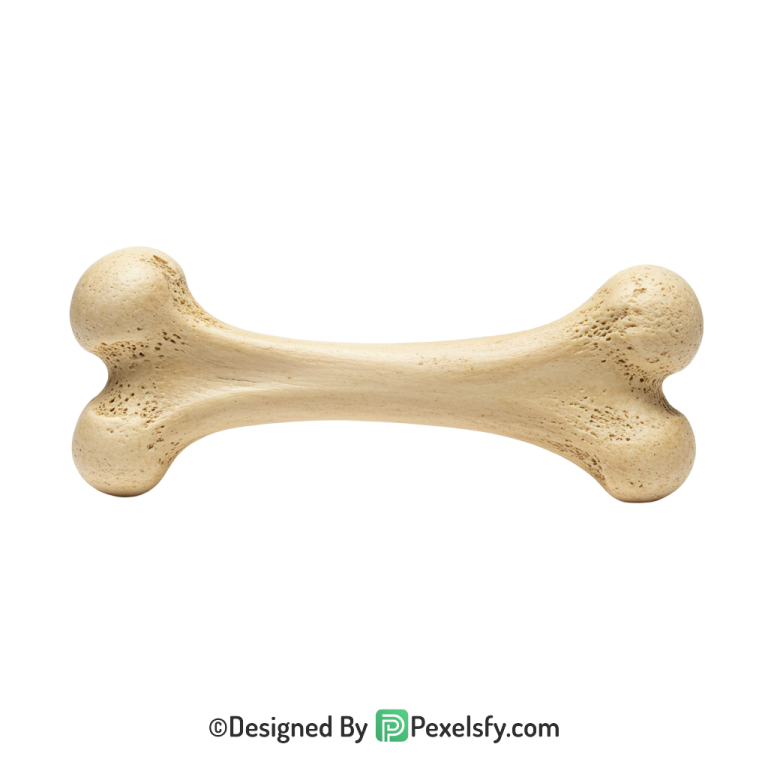 Bone Png Image 3
