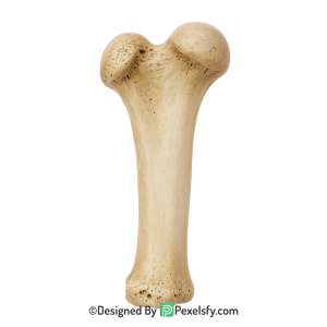 Bone Png Image 30