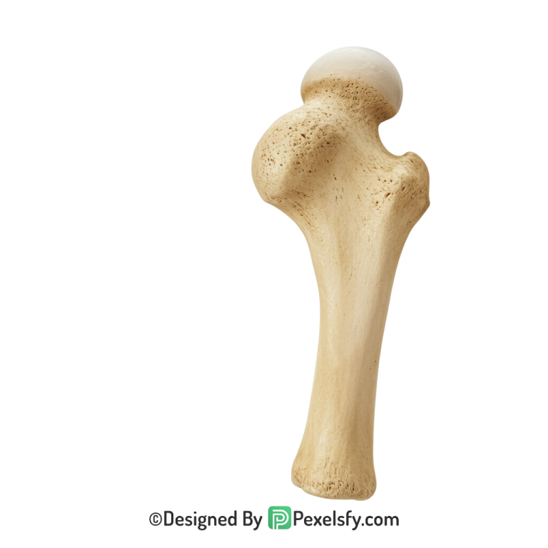 Bone Png Image 35