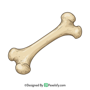 Bone Png Image 40