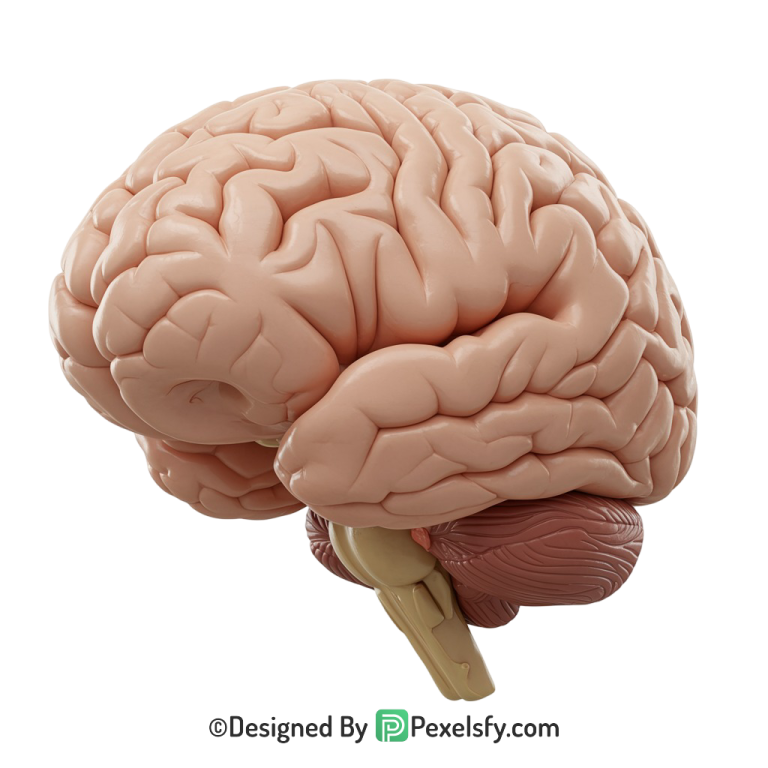 Brain Png Image 1