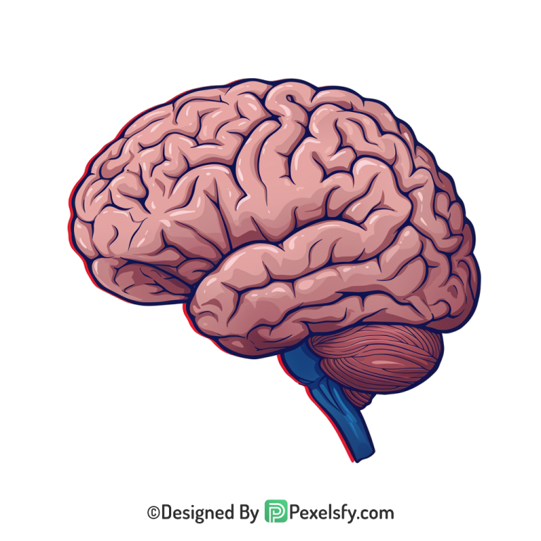 Brain Png Image 10