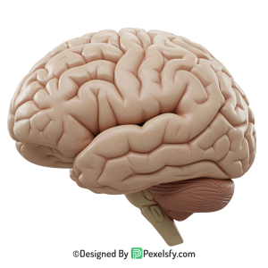 Brain Png Image 11