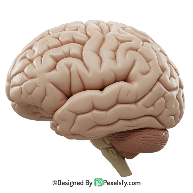 Brain Png Image 11