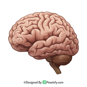 Brain Png Image 12