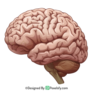 Brain Png Image 13