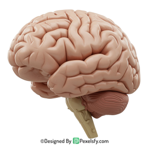 Brain Png Image 14