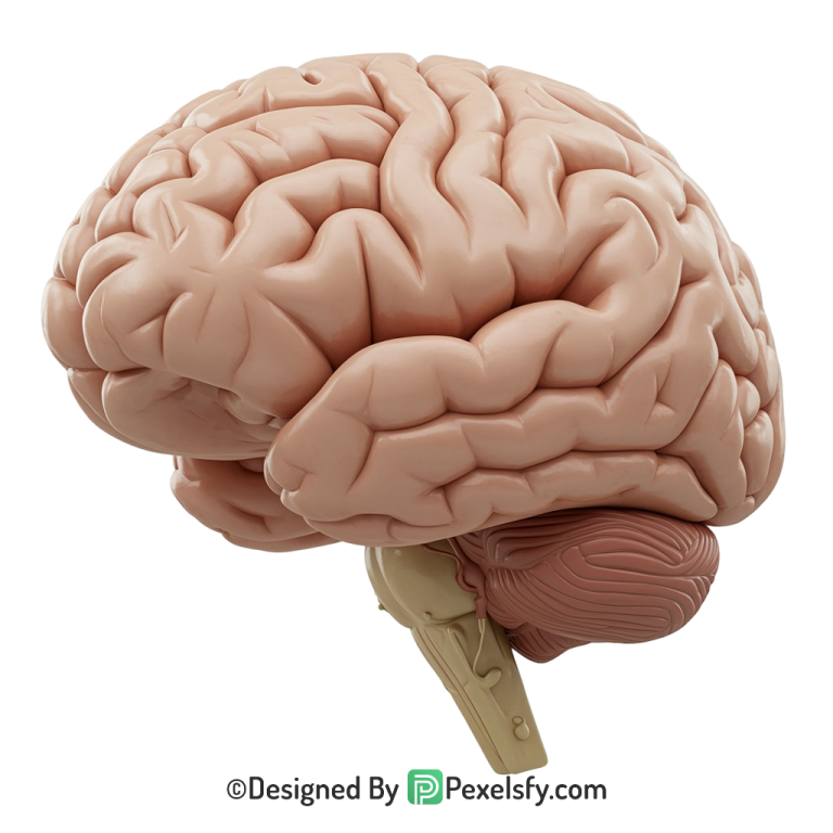Brain Png Image 14