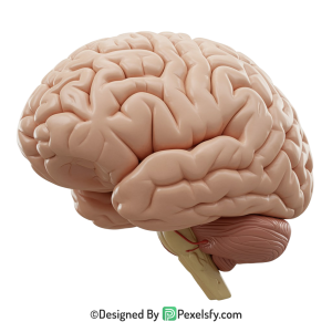 Brain Png Image 15