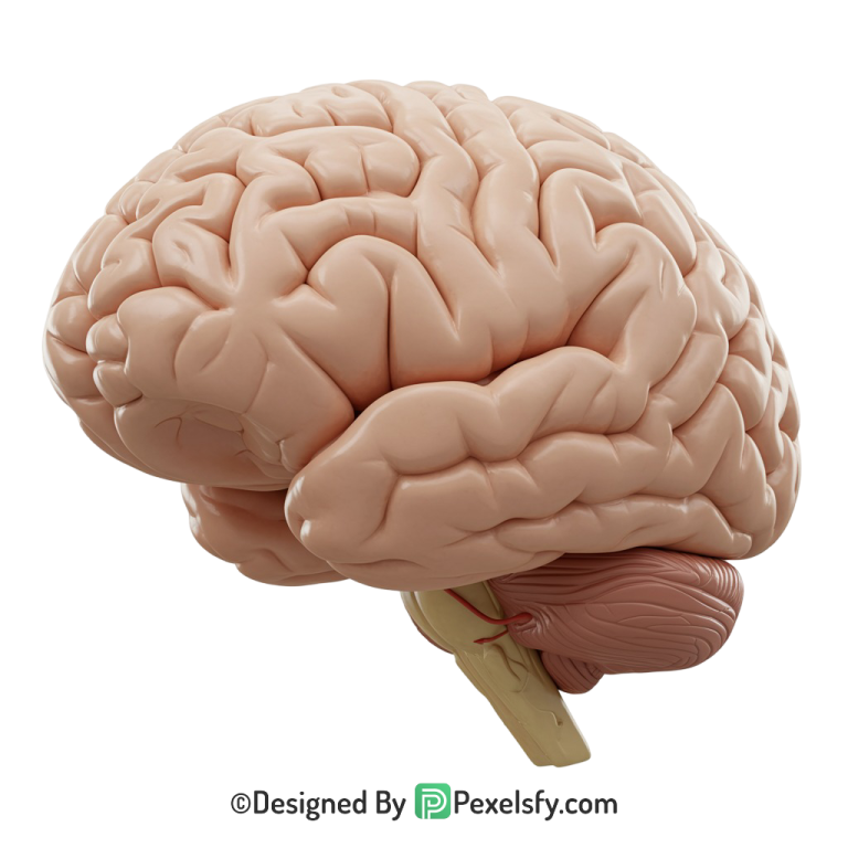 Brain Png Image 15