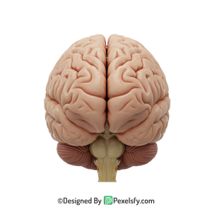 Brain Png Image 16