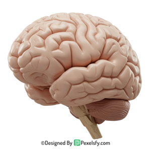 Brain Png Image 17