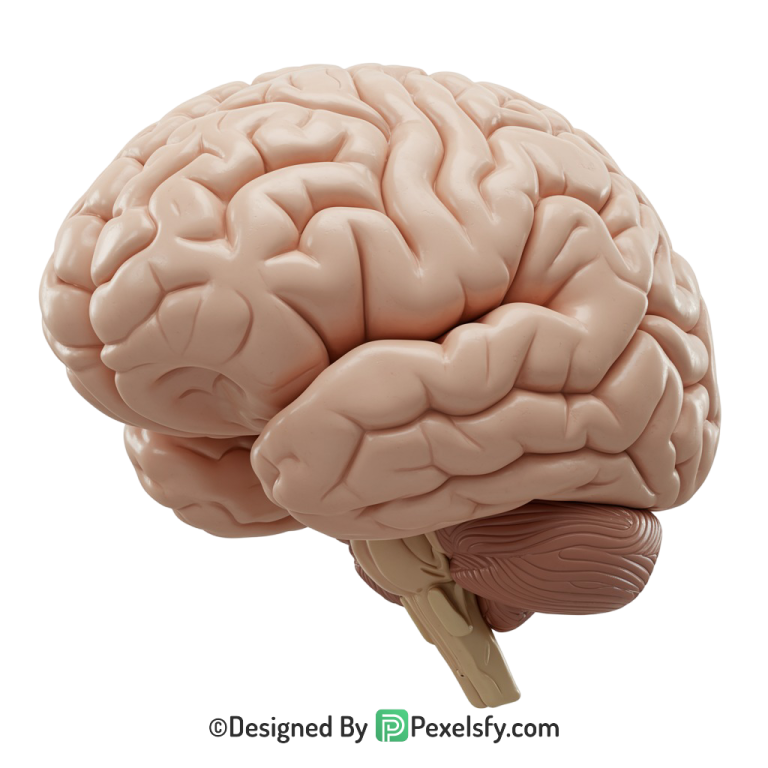 Brain Png Image 17