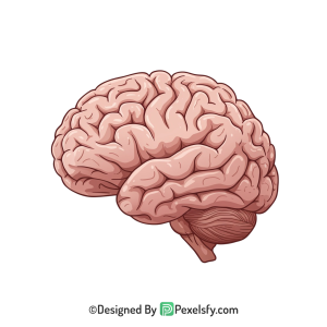 Brain Png Image 18