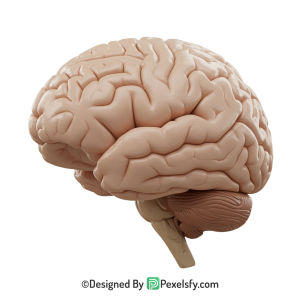Brain Png Image 19