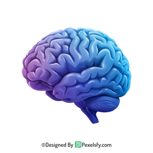 Brain Png Image 2