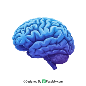Brain Png Image 20