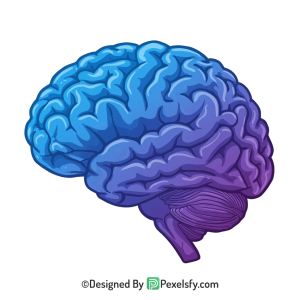 Brain Png Image 21